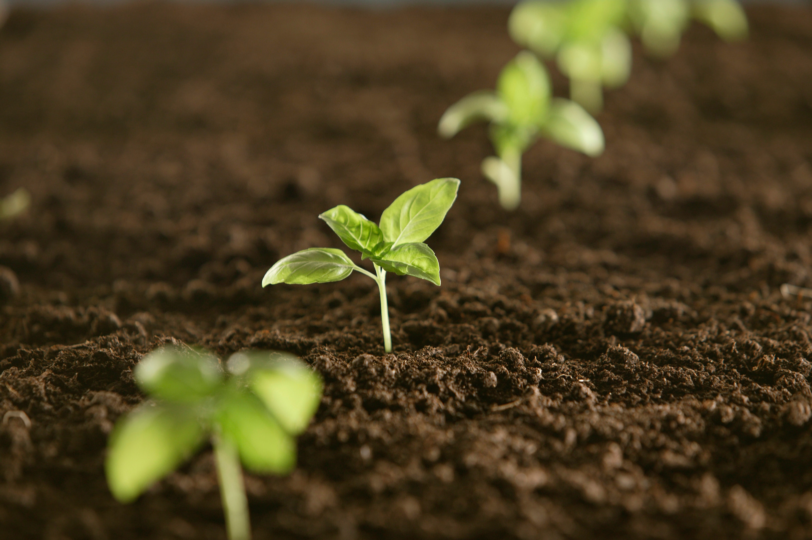 Seedlings in soil
